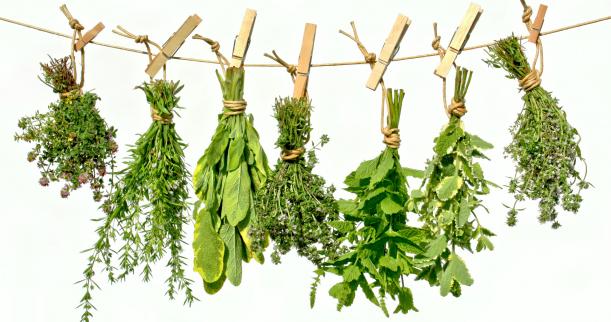 grow an indoor herb garden